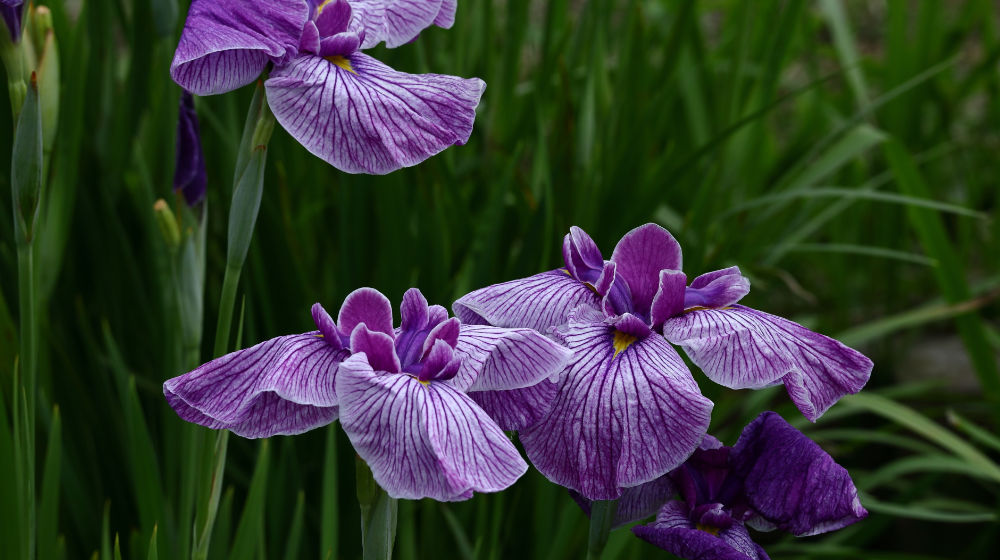 花菖蒲